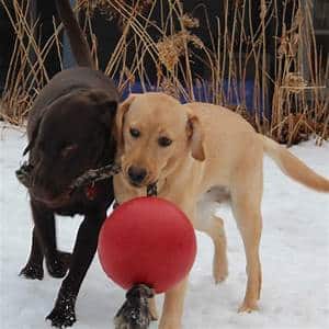 Jolly Pets Romp-n-Roll Jolly Ball 8" Blue