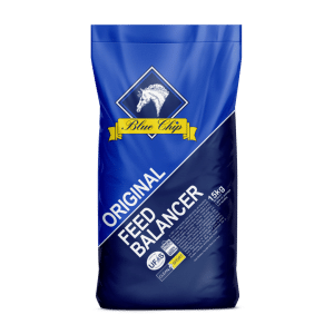 Blue Chip Original