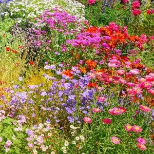 Suregrow Wild flower Meadow Mix