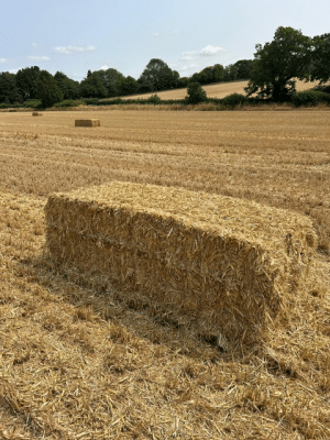 Big bale 4string Barley Straw (80cm x 70cm x 7 ft)